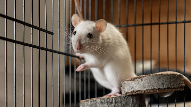 cute domestic decorative rat sitting in a cage. keeping domestic rodents pets