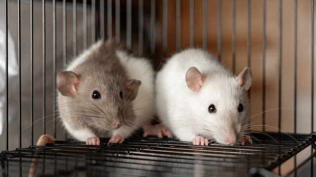two cute domestic decorative rats sitting in a cage. keeping domestic rodents pets