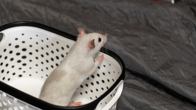 cute domestic decorative rat on a walk sitting in a white basket. domestic rodents pets