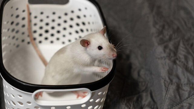 cute domestic decorative rat on a walk sitting in a white basket. domestic rodents pets