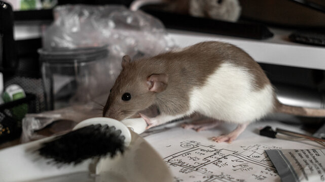 cute domestic gray white decorative rat on a walk runs across the desktop. domestic rodents favorite. very cute