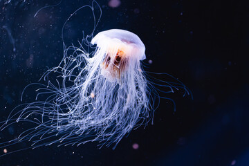 jellyfish in blue water © sandraB