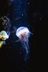 jellyfish in aquarium © sandraB