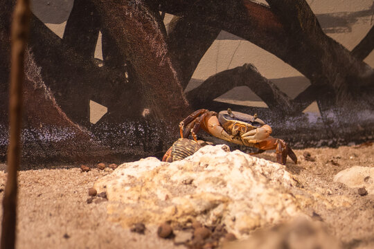crab on the sand