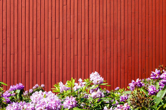 Purple rhododendrons blooming against a red wooden wall
