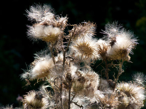 Samenst&auml;nde der Distel