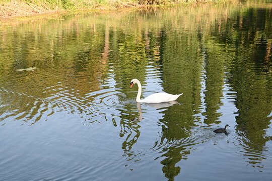 cigno lago oca 