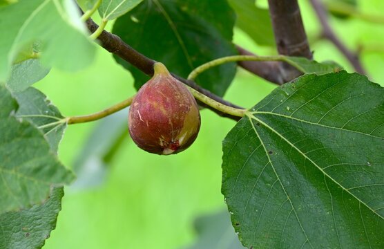 Fig tree fruit. Moraceae Ficus Dioecious. Syconia structures containing numerous small flowers and syconia of the female tree develop into the edible figs.