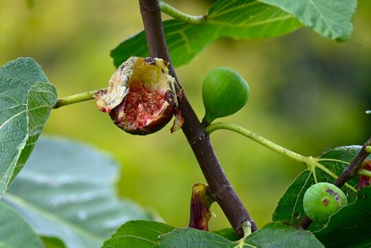 Fig tree fruit. Moraceae Ficus Dioecious. Syconia structures containing numerous small flowers and syconia of the female tree develop into the edible figs.
