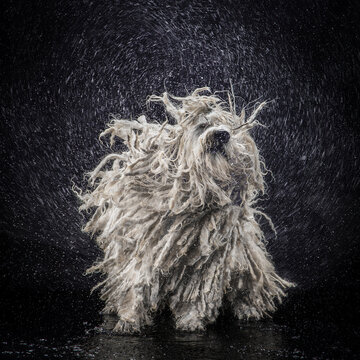 Hungarian Puli shaking in Water with Droplets