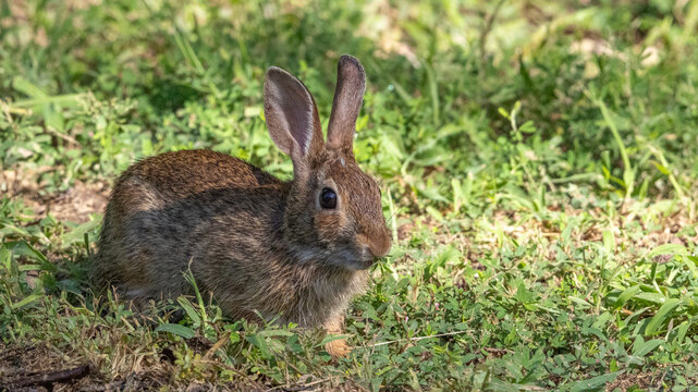 Eastern cottontail rabbit in green grass