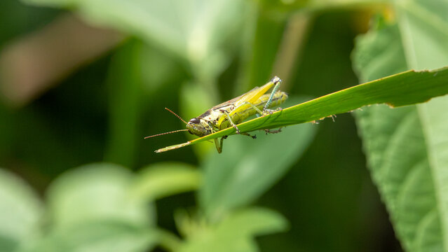 Green grasshopper resting on leaf