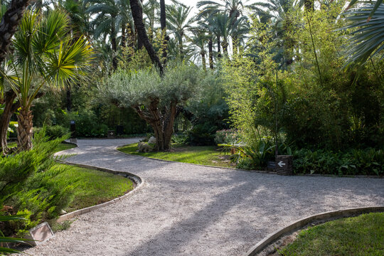 Palmeral of elche green garden with curving path, olive tree, palm trees, and bamboo in sunny spain