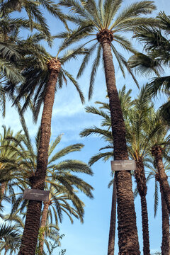 Palm trees with name plaques reaching toward a clear blue sky, forming part of the historic elche palmeral in spain