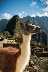 Alpaca en Machu Picchu © MaraBeln