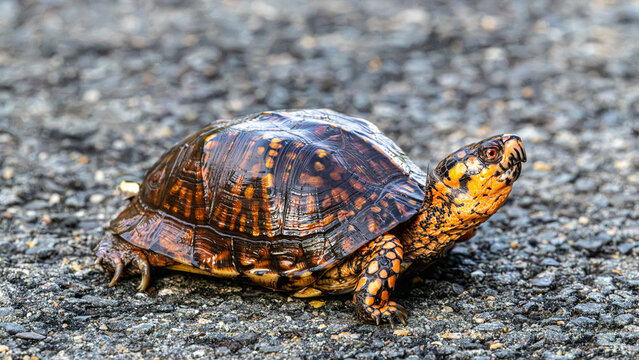 Eastern box turtle on wet gravel road