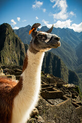 Alpaca en Machu Picchu © MaraBeln