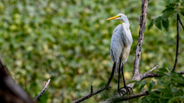 White egret perched on bare branch