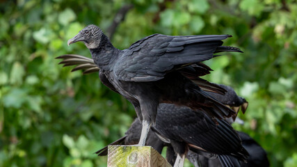 Fototapeta premium Black vultures on wooden fence post