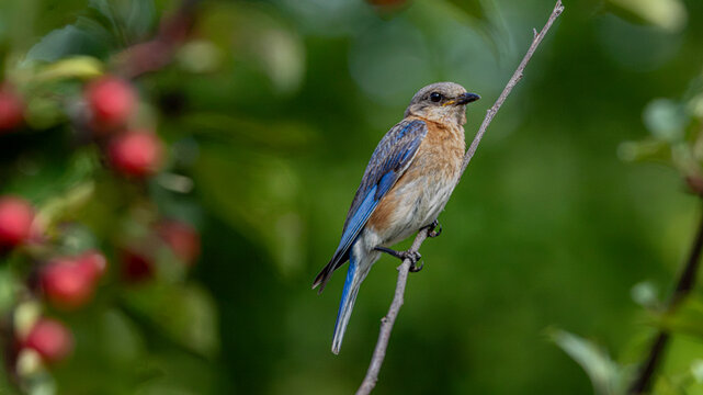 Female Eastern Bluebird on slender branch