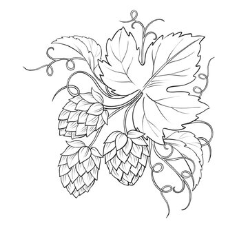Hand-drawn hop branch cone corner line art illustration