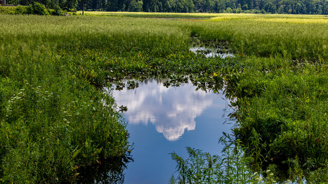 Freshwater wetland with reflective channel