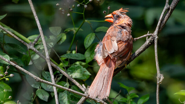 Northern Cardinal perched in leafy branches
