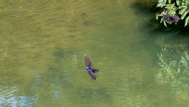 Barn Swallow flying over pond water