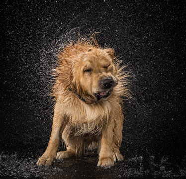 Golden Retriever Shaking in Rain Booth with Water Droplets