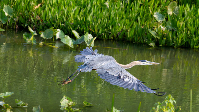 Great Blue Heron flying over green wetland