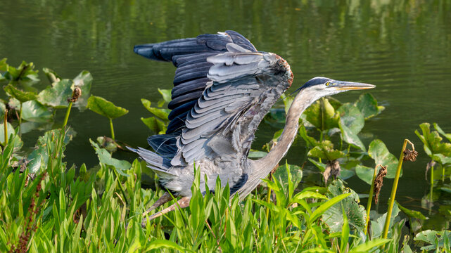 Great Blue Heron stretching wings