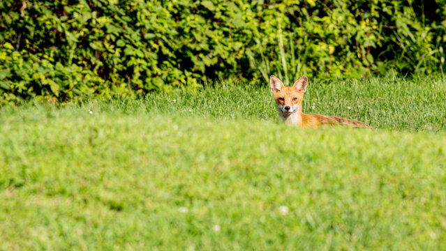 Red fox resting in bright green grass