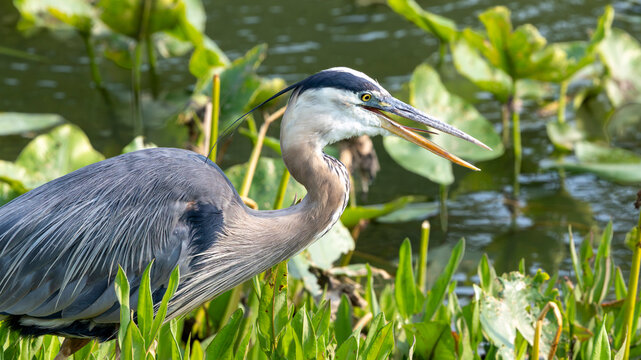 Great Blue Heron calling by pond