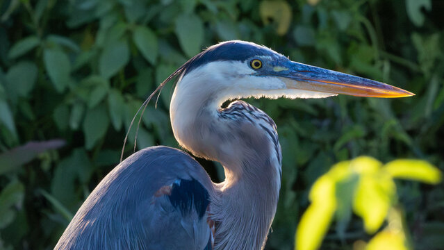 Great Blue Heron portrait in backlight