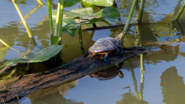 Painted turtle basking on wetland log