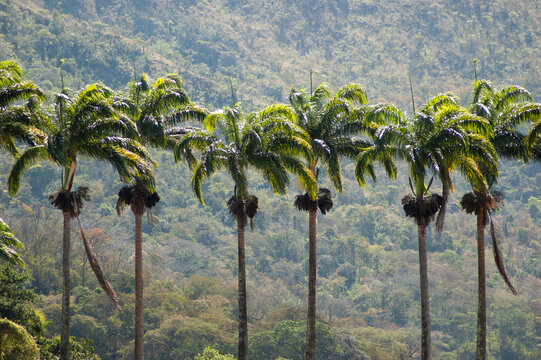Royal Palms Line Against Dense Forested Hillside