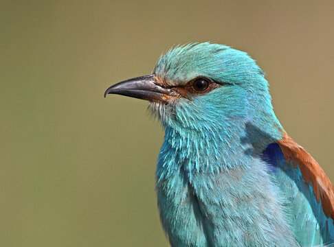 a european blue roller in the wild in spain
