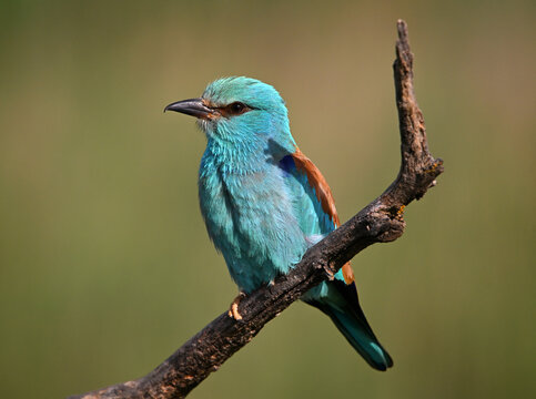 a european blue roller in the wild in spain