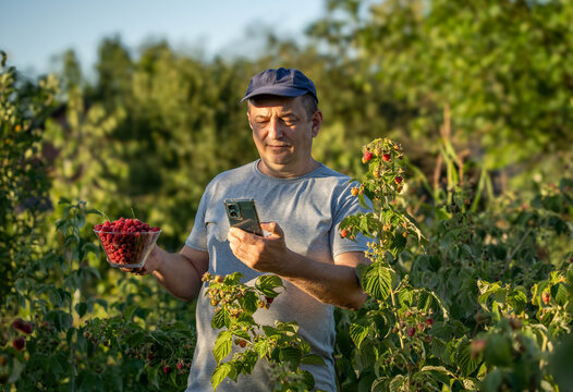 A man stands in a raspberry field, holding a bowl of fresh raspberries. He looks at his phone while enjoying the bright sunlight and green surroundings
