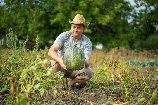 A farmer in a straw hat kneels in a field holding a large pumpkin. The scene shows a harvest activity amidst dried plants and trees in the background