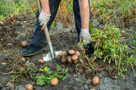 A gardener is digging in the soil to collect potatoes from a garden. The harvest shows several potatoes on the ground. It is daytime with clear visibility
