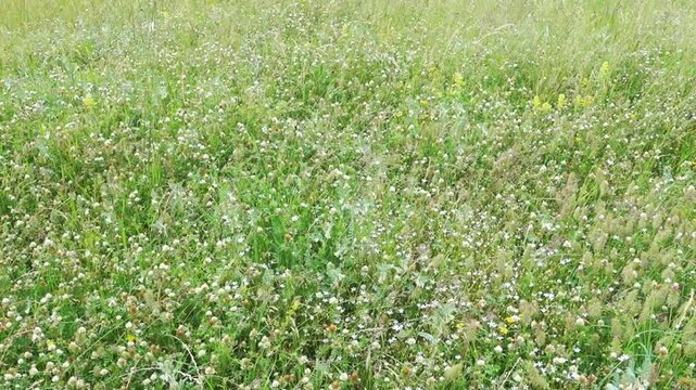 Green clover meadow waving in summer wind
