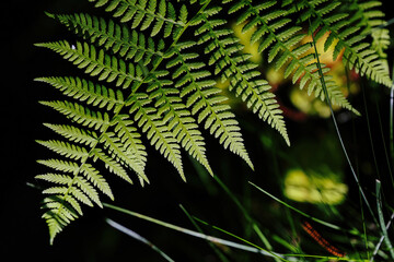 シダ植物 © makieni