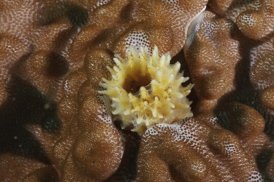 Spiny limestone sponge (Sycon) embedded in a brown, textured coral surface, dive site: Sodwana Bay National Park, Maputaland Marine Reserve, KwaZulu-Natal, South Africa