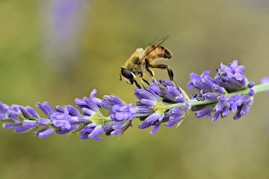 Stubborn bee (Eristalis tenax), on a flower of common lavender (Lavandula angustifolia), Meienberg, Canton of Aargau, Switzerland