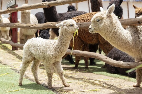 Alpaca and Llama Farm, near Cusco, Peru