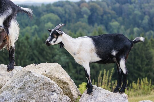 A crossbreed of peacock goat (Capra aegagrus f. hircus) and pygmy goat stands on a rock on a cloudy day. Austria