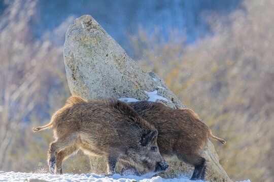 Two young wild boars (Sus scrofa) wrestle with each other in the backlight of the sun in a clearing. Their raised dorsal crests glow in the light. Bavaria, Germany