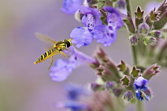 Common long-bellied hoverfly (Sphaerophoria scripta), on a catmint (Nepeta x faassenii) flower, Meienberg, Canton of Aargau, Switzerland