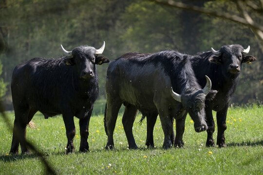 Artiodactyla, Bubalus Arnee, even-toed ungulate, cloven-hoofed, water buffalo, water buffalo, grazing, domesticated animals, extensive grazing, pet, landscape management, landscape preservation, mammals, mammals